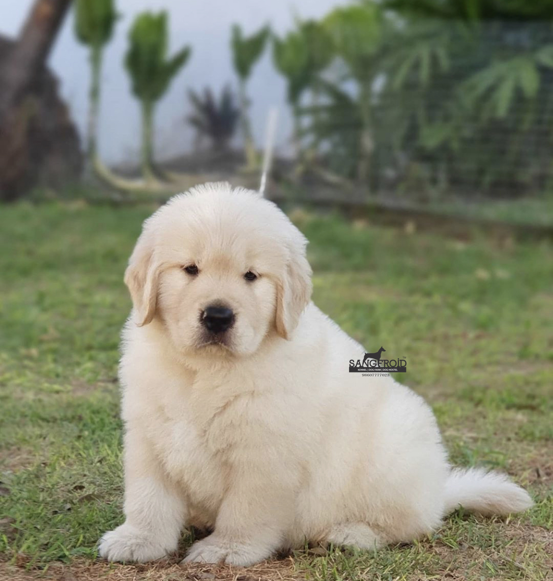 Image of Golden Retriever posted on 2022-08-22 04:07:05 from Mumbai